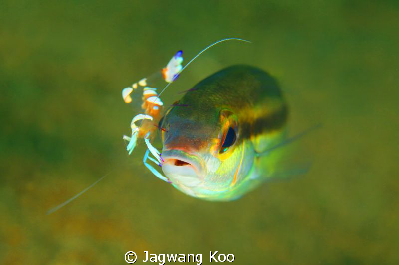 Fish with Shrimp by Jagwang Koo 
