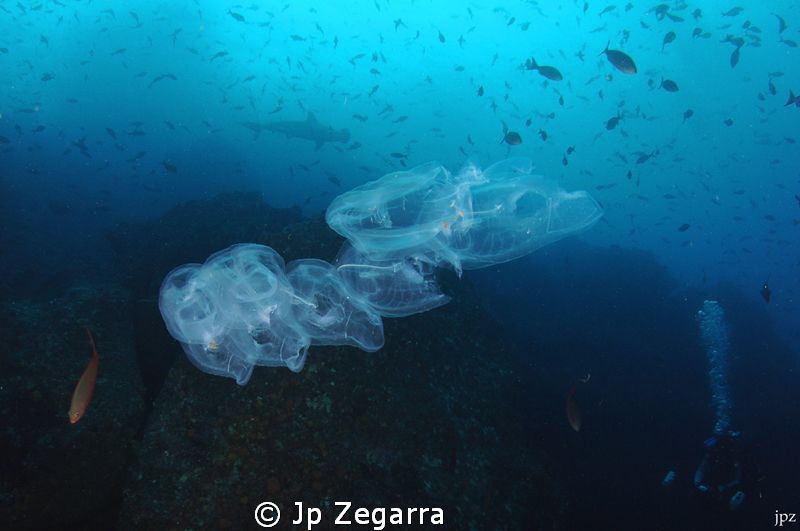 Pelagic tunicate colony... never expected to see this in ... by Jp Zegarra 