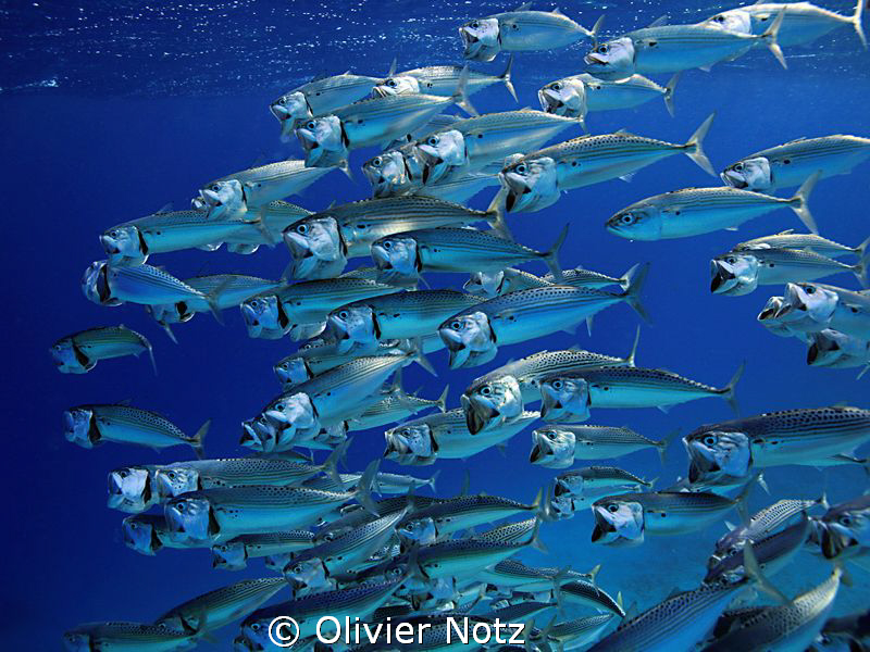 always amazing to observe these fishes when they wide ope... by Olivier Notz 