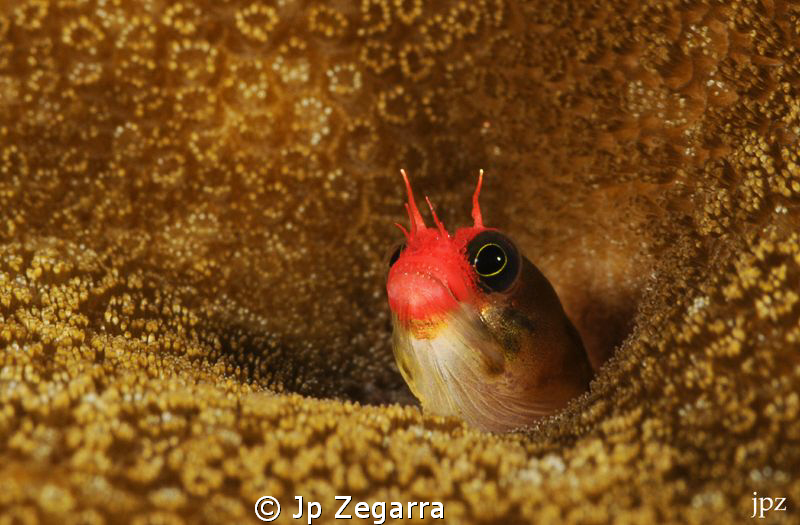 Cocos barnacle blenny... a Cocos Island endemic and rarel... by Jp Zegarra 