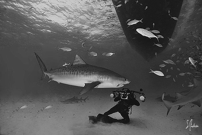 Jim Abernethy gets a close shot of a Tiger Shark right un... by Steven Anderson 