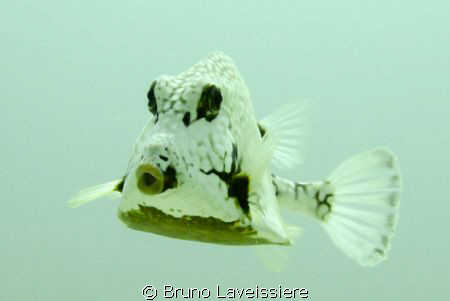 A trunk fish. It was hanging around, looking for food by ... by Bruno Laveissiere 
