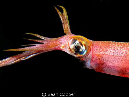 reef squid by Sean Cooper 