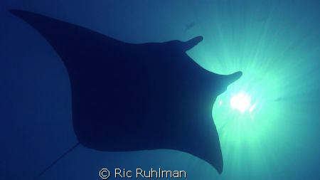 Giant Manta Ray cruises overead and eclipses the sun
Ger... by Ric Ruhlman 