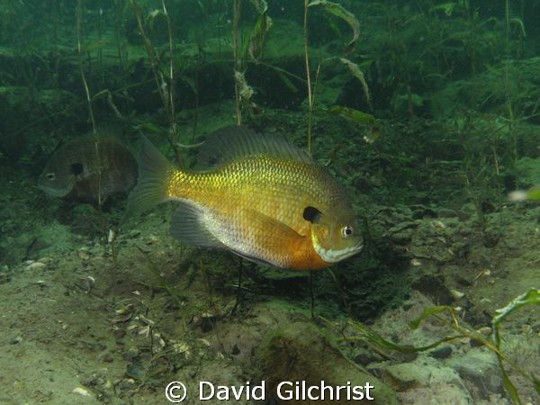 Male Bluegill Sunfish 'tending' nest, Windmill Quarry, On... by David Gilchrist 