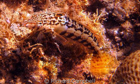 just looking--sealife DC1000 by Richard Campbell 