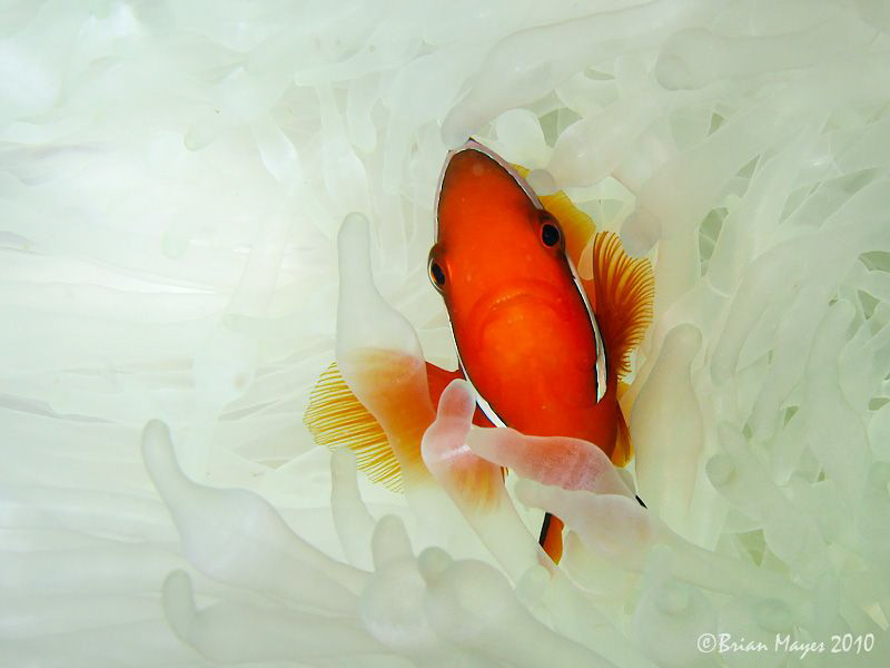 Tomato Anemonefish amongst bleached anemone. by Brian Mayes 