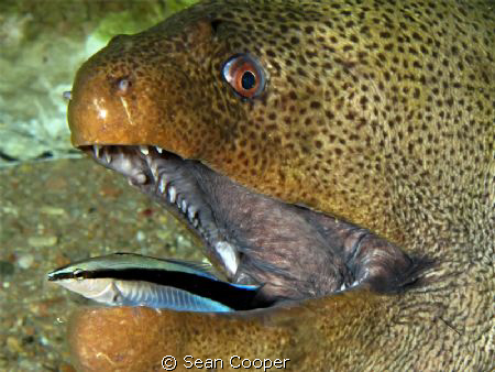 Giant moray with wrasse by Sean Cooper 
