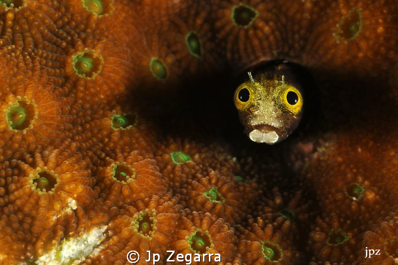 secretary blenny within hard coral... cropped to enhance ... by Jp Zegarra 
