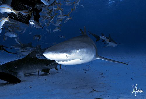Lemon Sharks at Tiger Beach seem to enjoy being the cente... by Steven Anderson 