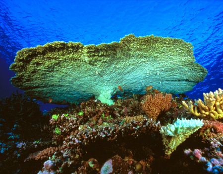 Giant Table Coral, Fiji (Nikon F4, 18mm/3.5, Aquatica hou... by Andrew Dawson 