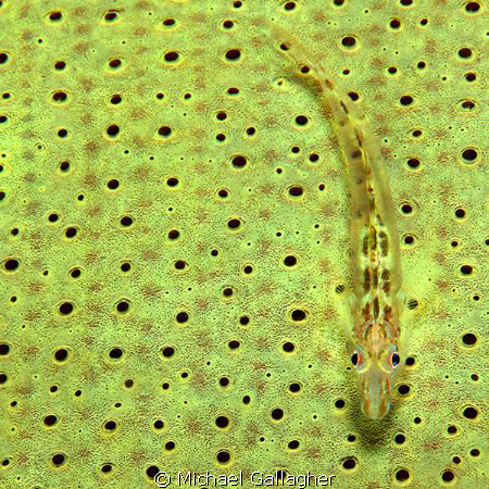 Goby on a elephant ear sponge, Milne Bay, PNG. by Michael Gallagher 