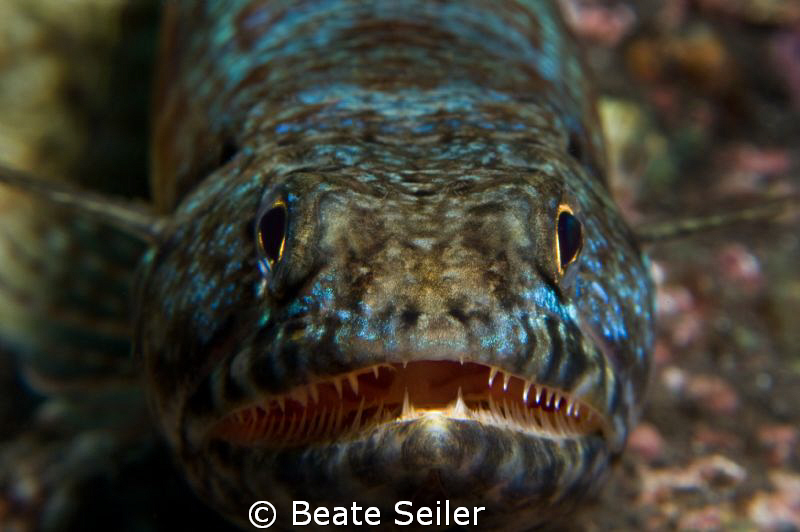 Closeup of a Lizardfish at Alam Batu Housereef taken with... by Beate Seiler 