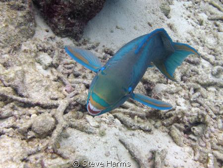 I swear this Spotlight Parrotfish was laughing at the cra... by Steve Harms 