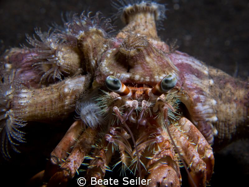 Anemone Hermit Crab on a nightdive at Alam Batu Housereef by Beate Seiler 
