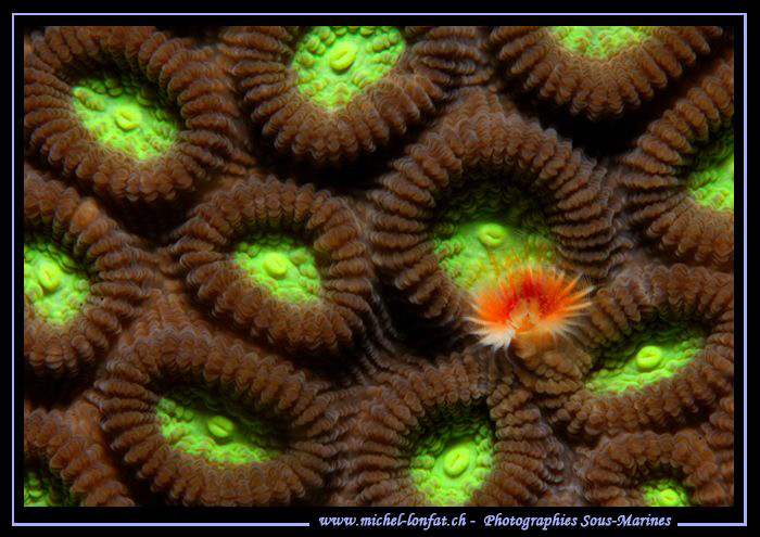 Coral Pattern... by Michel Lonfat 