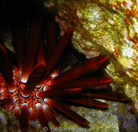 Slate pencil sea urchin by Yakout Hegazy 