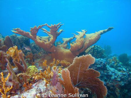 Taken off the coast of Key Largo.  Great shallow diving. ... by Leanne Sullivan 