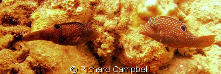 pucker up baby here i come..SEALIFE DC 1000.. by Richard Campbell 