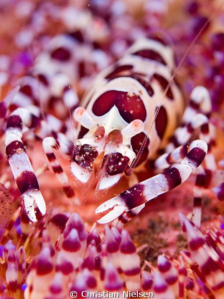 Coleman shrimp. Another great dive in the critter paradis... by Christian Nielsen 