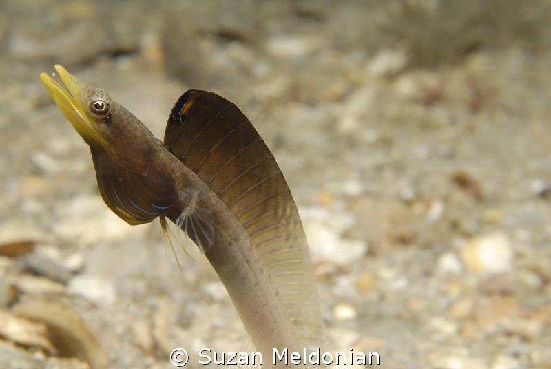 Food for Thought... P Blue throat Pike Blenny displaying ... by Suzan Meldonian 