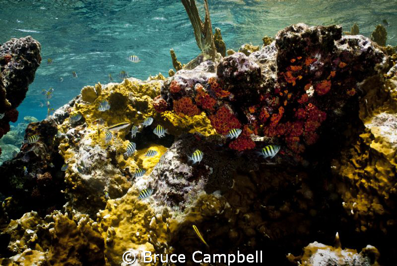 Sergent Majors with coral by Bruce Campbell 