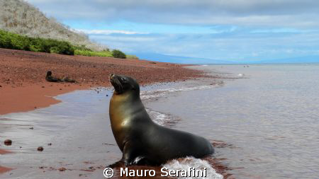 Sea lion on red beach of the Bartolomé island - Galapagos by Mauro Serafini 