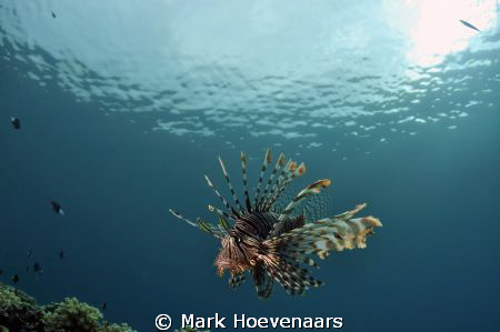 A Lionfish patrols the Paradise Reef, the house reef of P... by Mark Hoevenaars 