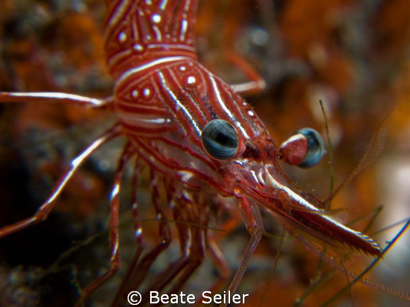 Shrimp at a cleaning station , taken with Canon G10 an UC... by Beate Seiler 