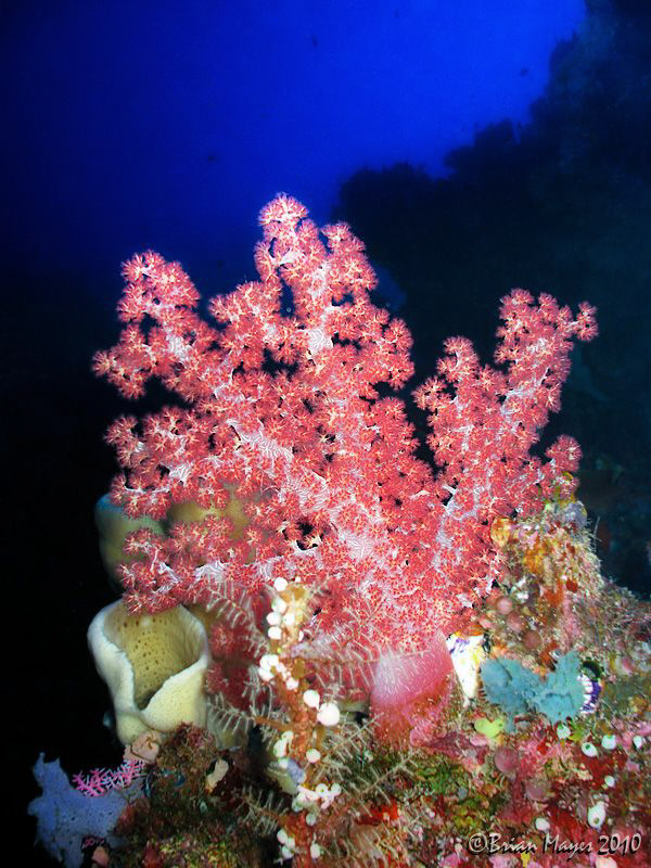 Soft coral at Bunaken by Brian Mayes 