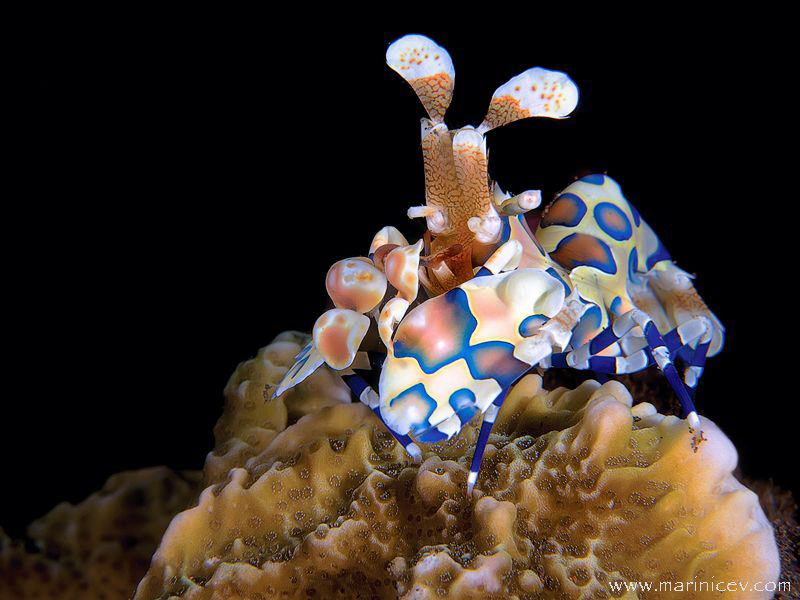Harlequin shrimp by Aleksandr Marinicev 