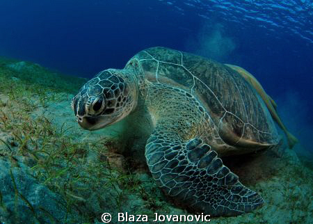 A green turtle on Marsa Abu Dabab diving site; tokina 10-17 by Blaza Jovanovic 