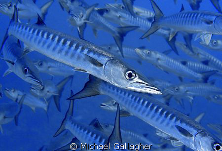 Barracuda, Sudan - trying to isolate an individual in the... by Michael Gallagher 