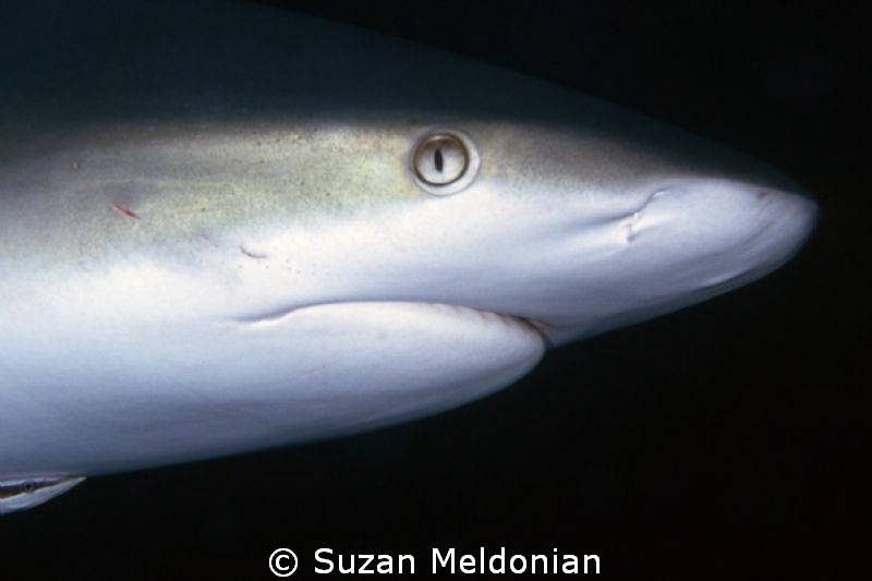 Gray reef shark close up. by Suzan Meldonian 