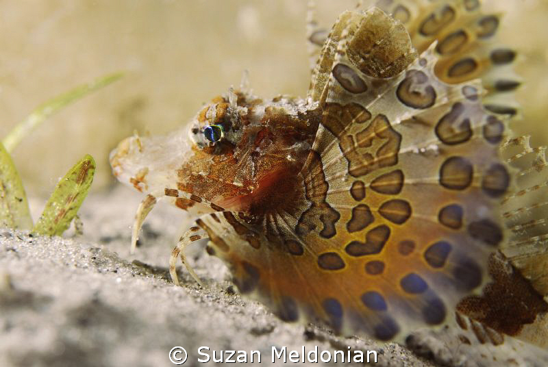 Juvenile Band Tail Sea Robin. Size of a quarter. by Suzan Meldonian 