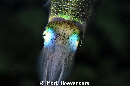 A curious Reef Squid checks out its reflection in my lens... by Mark Hoevenaars 