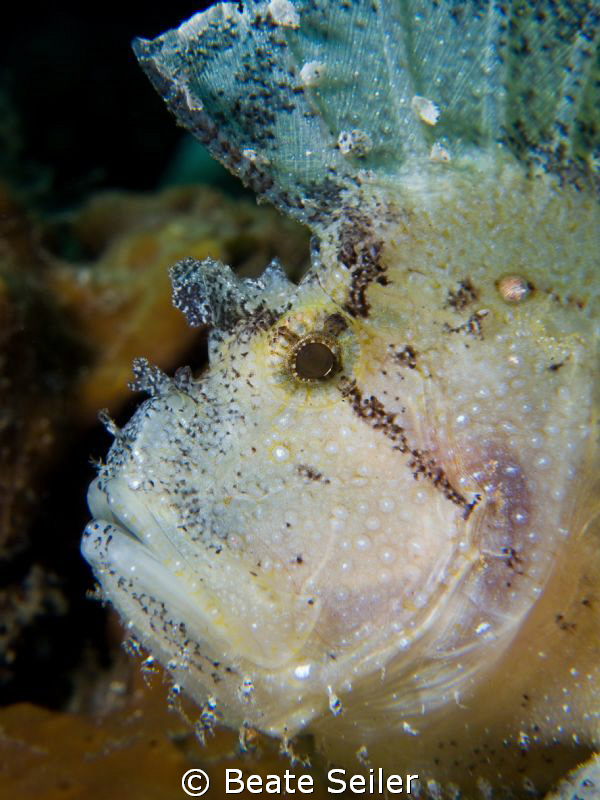 Leaf scorpionfish, taken at the Alam Batu house reef , wi... by Beate Seiler 