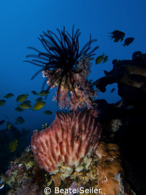 lots of stunningly beautiful sponges at the Alam Batu hou... by Beate Seiler 