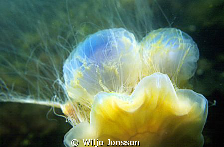 Giant jellyfish with catch of two blue jellyfish
 by Wiljo Jonsson 