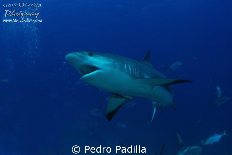 Carribean Reef Shark, Bahamas. 
Nikon D80 with 15mm lens... by Pedro Padilla 