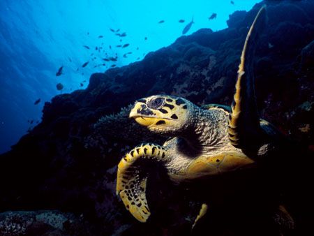 Hawksbill turtle taken in Male North Atoll, Maldives. The... by Federica Bedei 