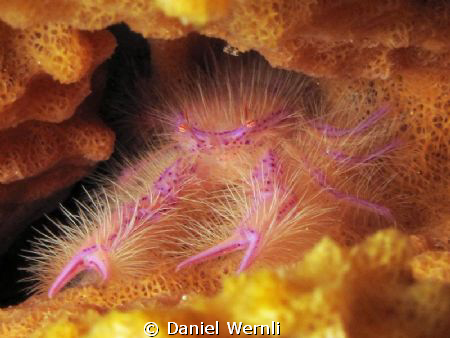 Hairy pink guy by Daniel Wernli 