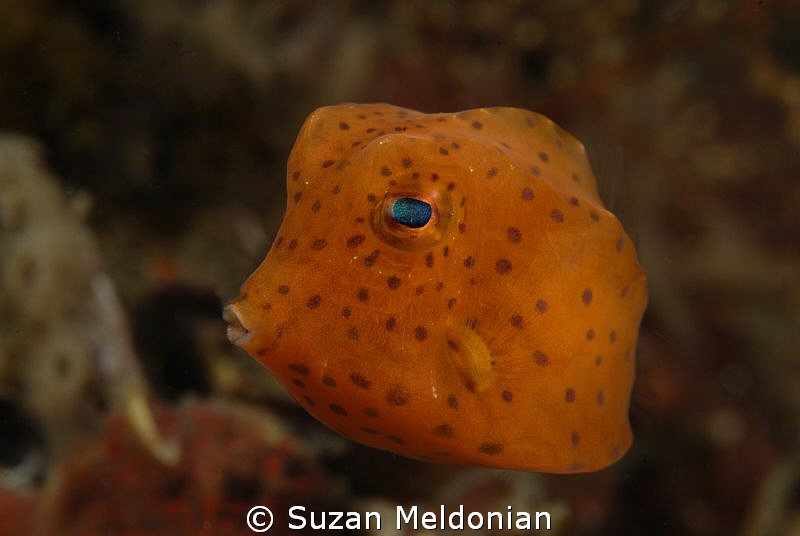 Little Man.  Juvenile cowfish about the size of your thumb. by Suzan Meldonian 