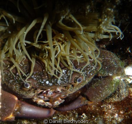 Cool hair!!!
(crab hiding under a sea anenome) by Daniel Blechynden 