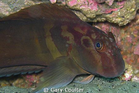 Red Streaked Blenny (about 2" long)
Notice the cute frin... by Gary Coulter 