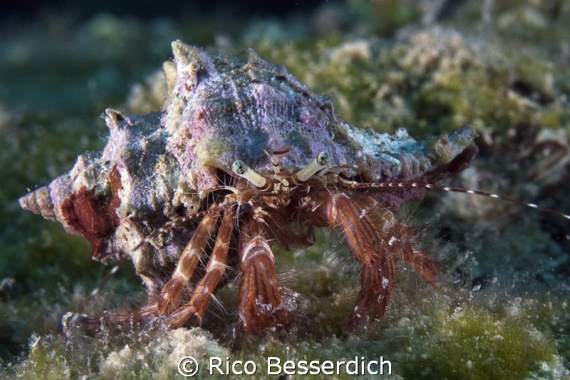 Hermid Crab with a nice "Sombrero" hat ;-) by Rico Besserdich 