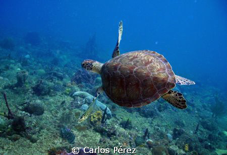 Green Turtle @ El Natural Beach Aguadilla PR by Carlos Pérez 