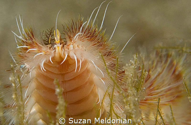 Face of a red tipped Fireworm by Suzan Meldonian 