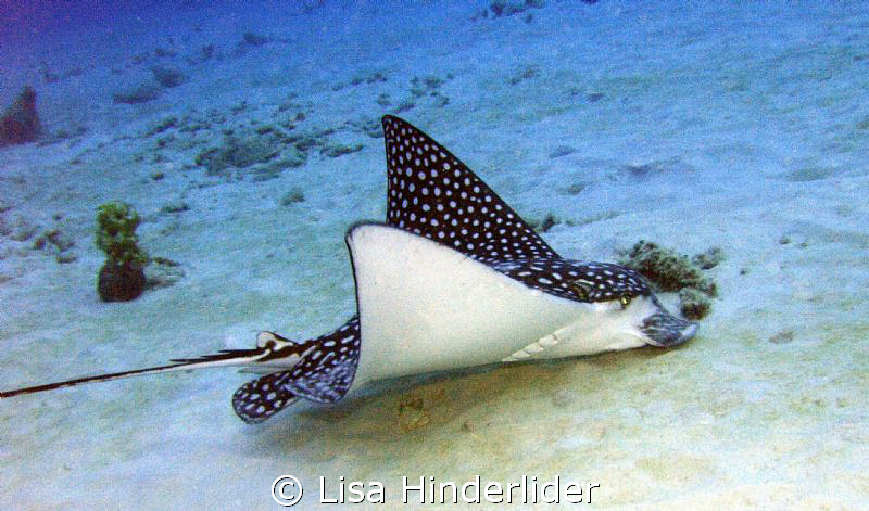 Eagle Ray feeding early morning hours- Bari Reef by Lisa Hinderlider 