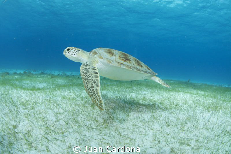 sea turtle swimming along the sandy bottom .. by Juan Cardona 
